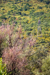 Transmission tower among the trees of a mountainside forest, Northern Greece