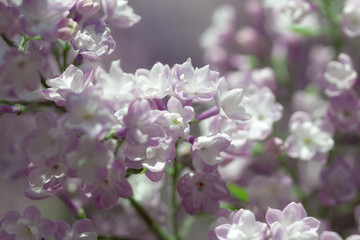 Natural lilac background.