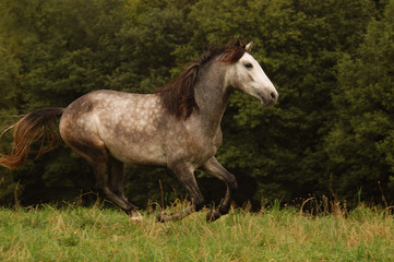 Obraz na płótnie Canvas young stallion 