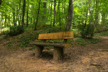 wooden bench in the forest
