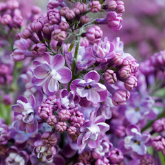 Fototapeta na wymiar Natural lilac background.