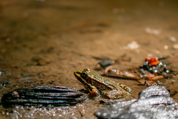frog in a pond