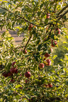 Red apples hanging on an apple tree