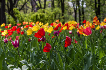 Beautiful tulips flowers background. Floral spring background. Field of tulips in bloom on a spring warm and sunny afternoon.
