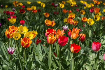 Beautiful tulips flowers background. Floral spring background. Field of tulips in bloom on a spring warm and sunny afternoon.