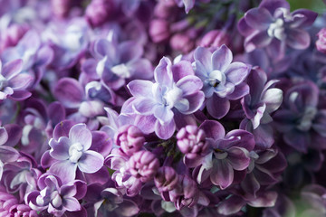 Natural lilac background.