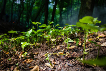 young plants growing in the forest