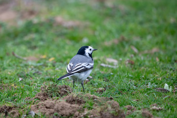 Akkuyruksallayan » White Wagtail » Motacilla alba