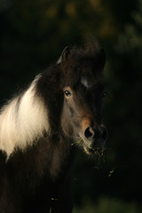 Fototapeta premium Icelandic horse