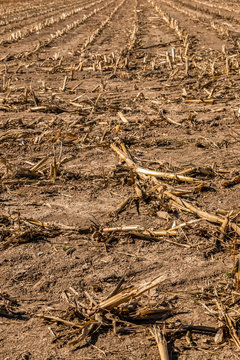 Big harvested corn field with brown soil