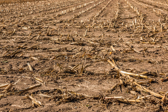 Big harvested corn field with brown soil