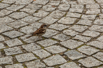 Brave little sparrow on the stony ground of the town