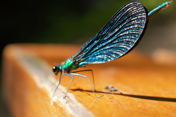 dragonfly on the wooden ground