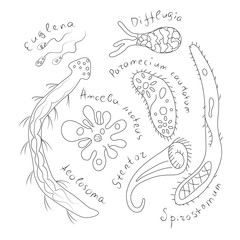 Unicellular organisms. Black drawing outline vector illustration.