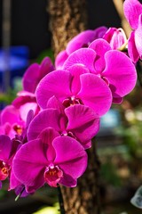 Purple wild orchid