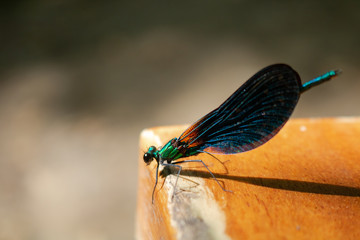 dragonfly on the wooden ground