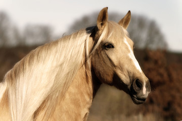 Palomino stallion 