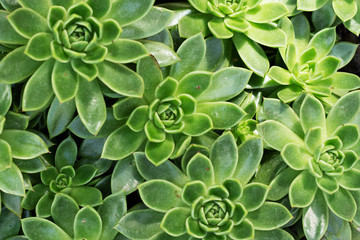  flower green mexican snowball 