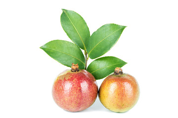 Camellia seed/plant edible oil background material