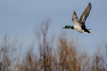Mallard Duck flying Low Over the Autumn Trees