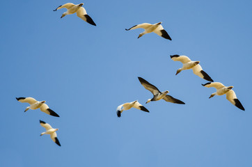 Blue Goose Flying with Flock of Snow Geese in a Blue Sky