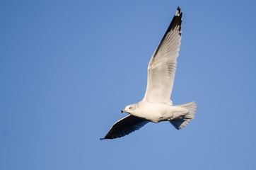 Ring-Billed Gull Flying in a Blue Sky
