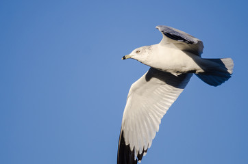 Fototapeta na wymiar Ring-Billed Gull Flying in a Blue Sky