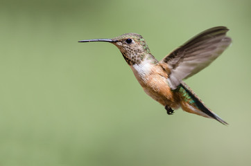 Plakat Adorable Little Rufous Hummingbird Hovering in Flight Deep in the Forest