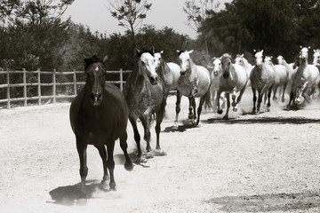 Obraz premium horse herd