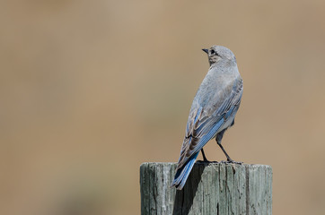 Proud Mountain Bluebird Perched Atop a Weathered Wooden Post
