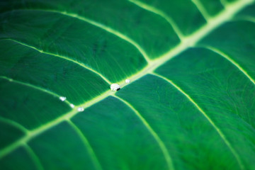 texture of green leaf