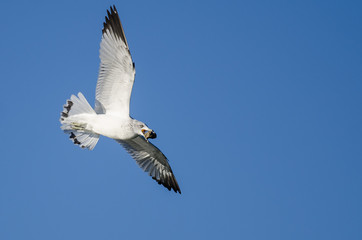 Ring-Billed Gull Carrying a Rock While Flying in a Blue Sky