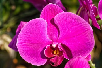 Fototapeta na wymiar Wild purple orchid