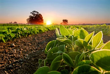 Foto op Canvas Sojabonenveld en sojaplanten in de vroege ochtend. © Soru Epotok