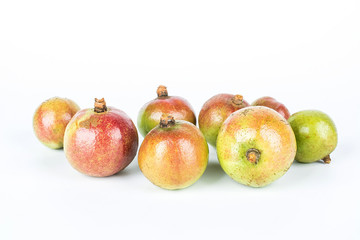 Camellia seed/plant edible oil background material
