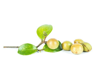Camellia seed/plant edible oil background material
