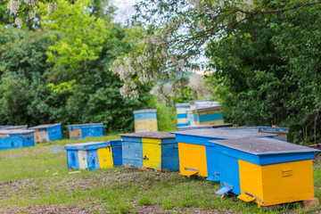Fototapeta na wymiar Yellow hives on apiary near house during flowering of acacia. first spring honey collection. Branches of black locust, Robinia pseudoacacia, false acacia.