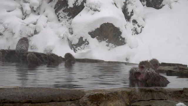 温泉に入浴する地獄谷野猿公苑の猿(snow monkey)