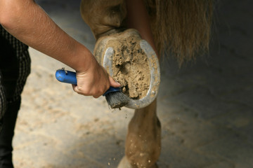 picking horse hoof