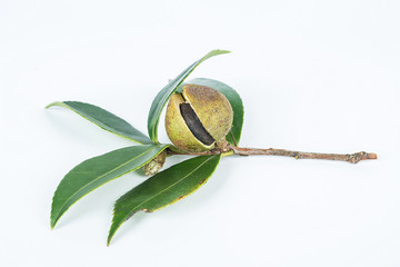 Camellia seed/plant edible oil background material