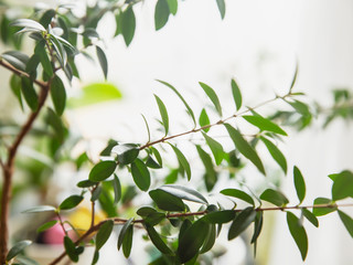 green myrtus, living plants