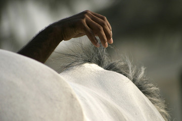 hand touching horse mane