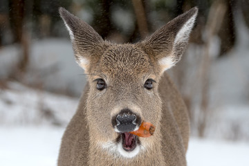 A single whitetail deer chewing a carrot. Closeup view of just her face. It is snowing, this can be seen above her. Focus is on her eyes.