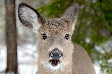 A whitetail deer with her mouth open. Closeup view, she is looking at the camera. It is lightly...
