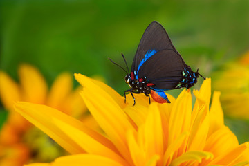 Great Purple Hairstreak butterfly on Black-eyed Susan flowers