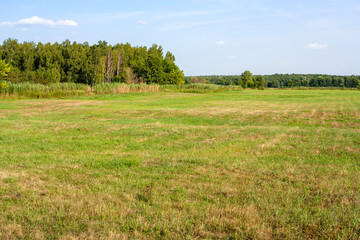 Fototapeta premium Grassland summer landscape