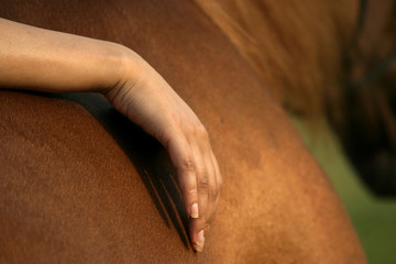 hand of woman on horse