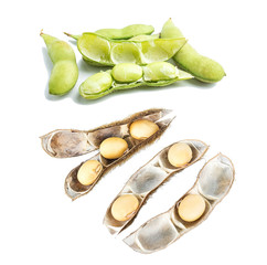 Fresh soy and dried soybeans