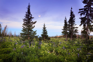 Moon at dawn in a wildflower meadow at Cedar Breaks National Monument, Utah