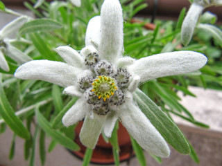 Edelweiss growing in the pot on the balcony fence, grown from seeds, cultivated plant